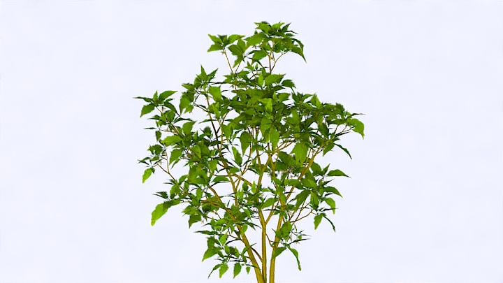 渲染模型_植物1040