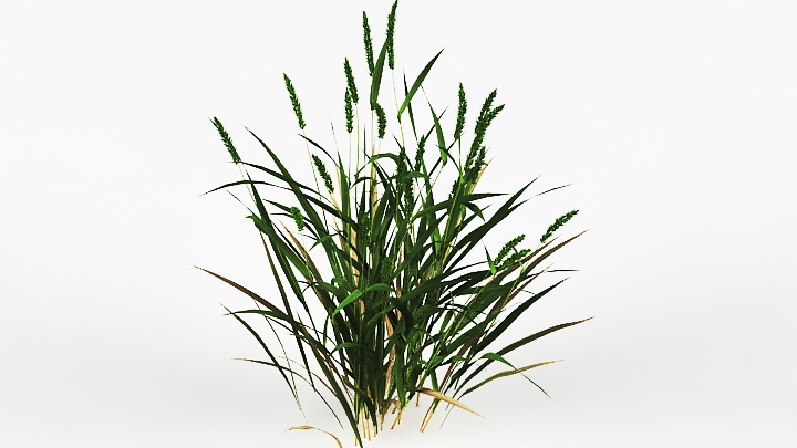 渲染模型_植物1060