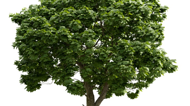 渲染模型_植物747