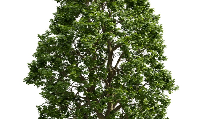 渲染模型_植物750