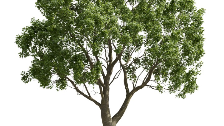 渲染模型_植物758