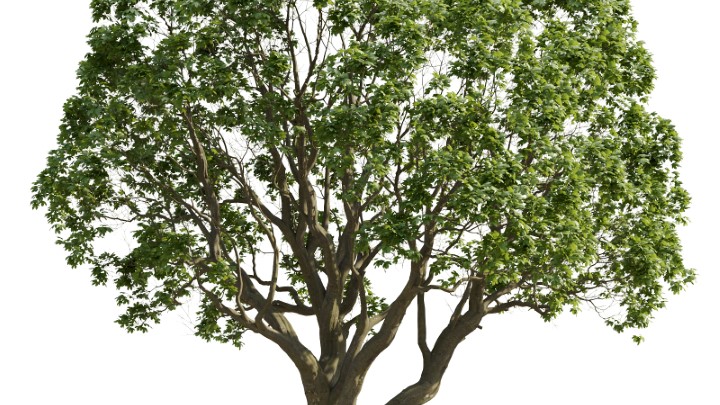 渲染模型_植物759