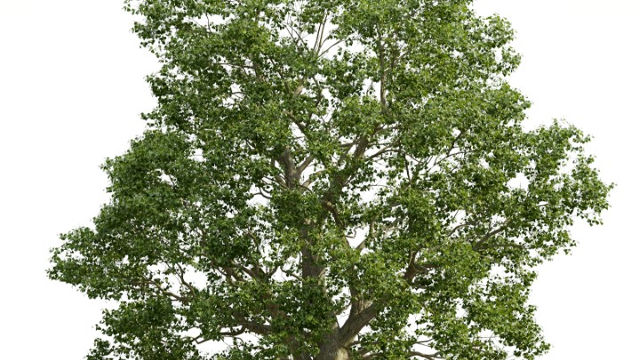 渲染模型_植物768