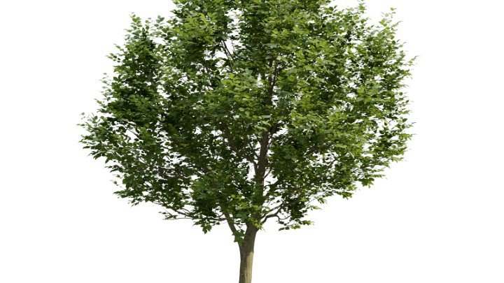 渲染模型_植物769