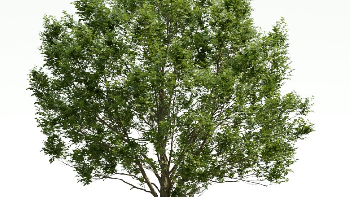 渲染模型_植物776