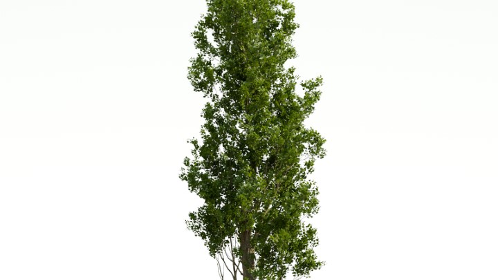 渲染模型_植物780