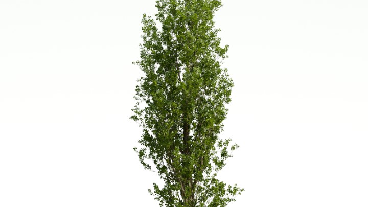 渲染模型_植物781