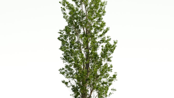 渲染模型_植物782