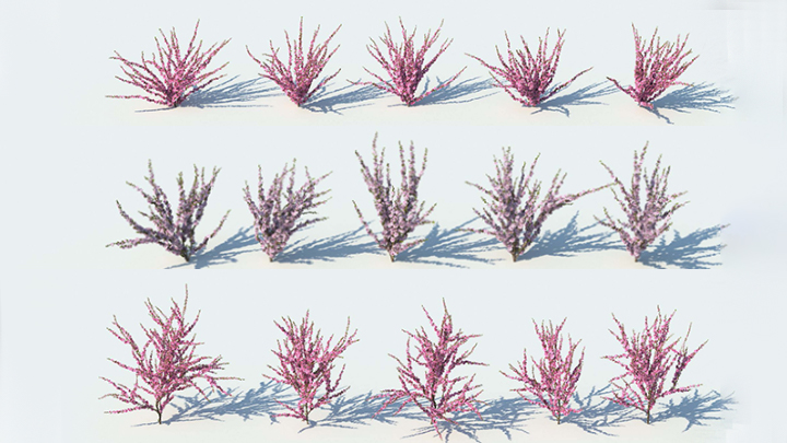 渲染模型_植物787