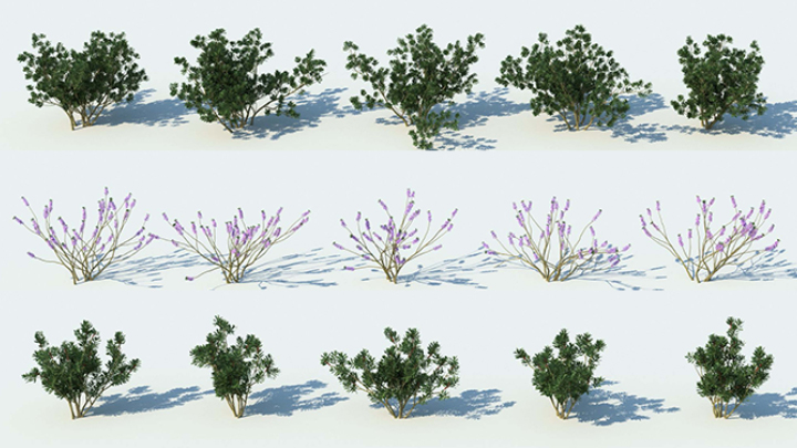渲染模型_植物793