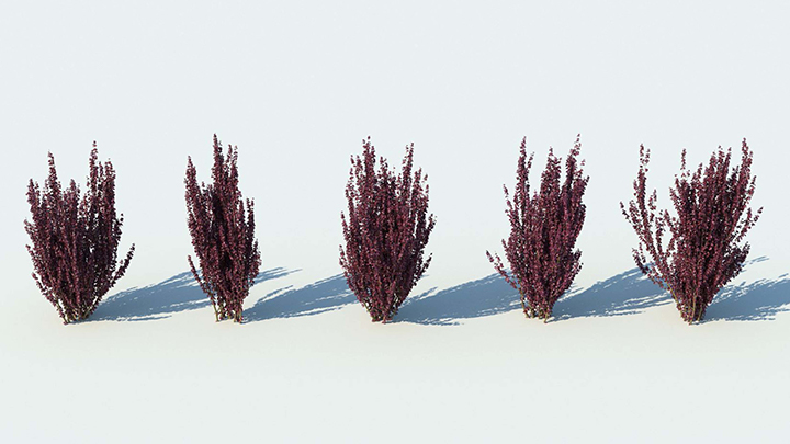 渲染模型_植物797