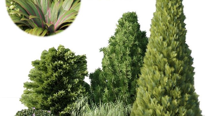 渲染模型_植物798