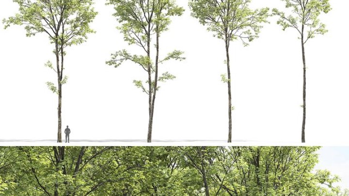 渲染模型_植物799