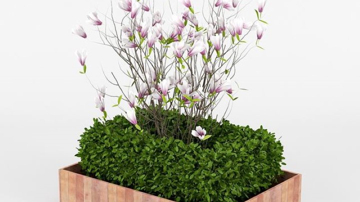 渲染模型_植物804