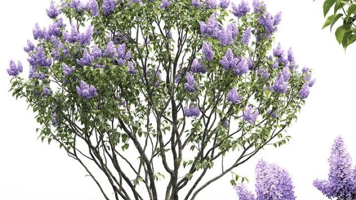 渲染模型_植物808