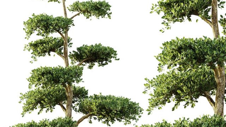 渲染模型_植物809