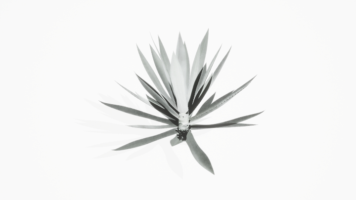 渲染模型_植物810