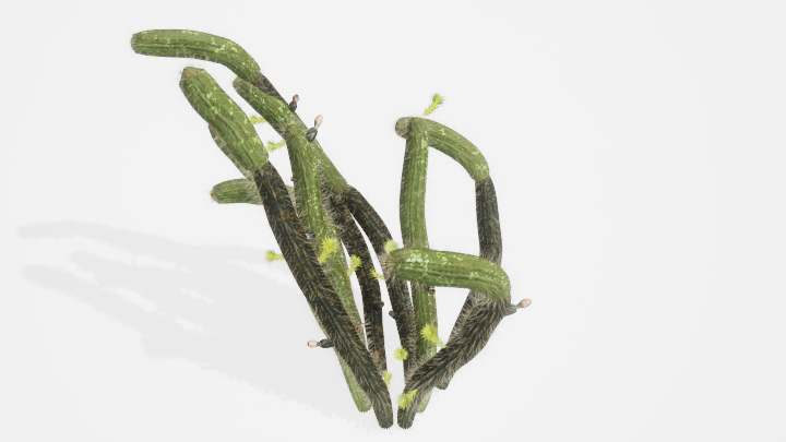 渲染模型_植物831