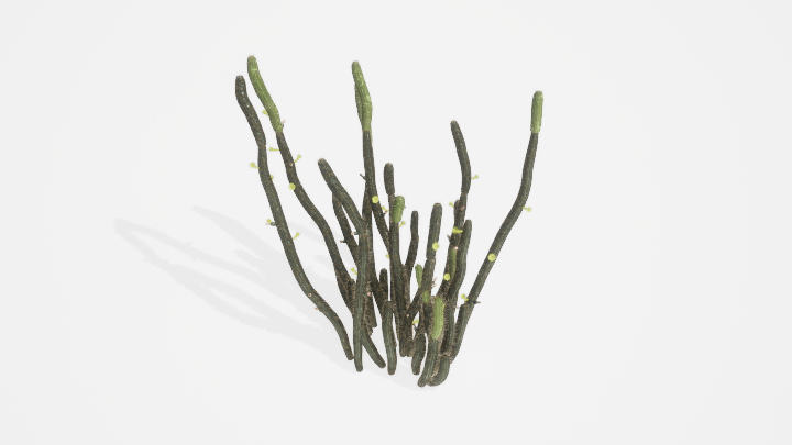 渲染模型_植物836