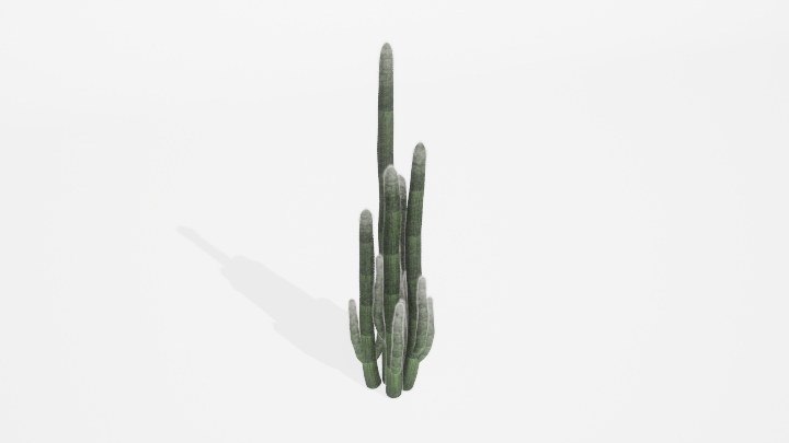 渲染模型_植物841