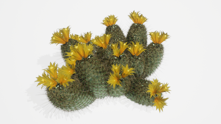 渲染模型_植物850