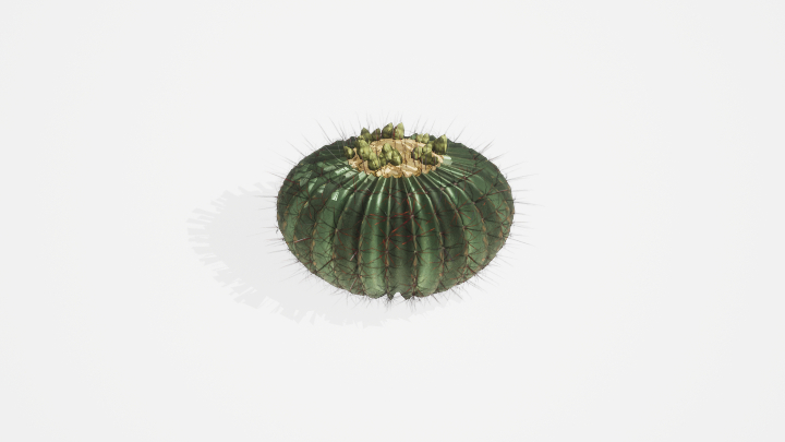 渲染模型_植物852