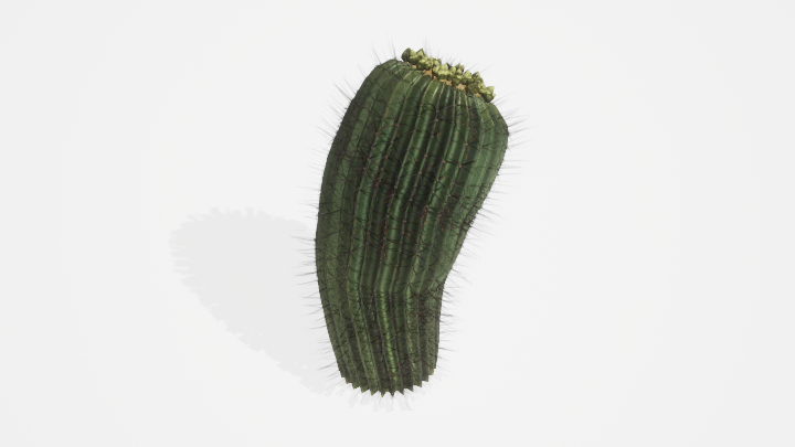 渲染模型_植物855