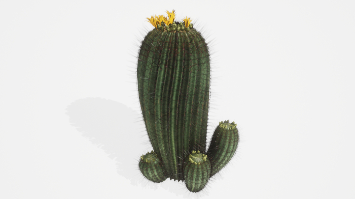 渲染模型_植物856