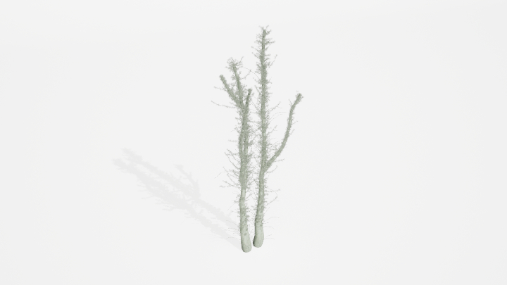 渲染模型_植物859