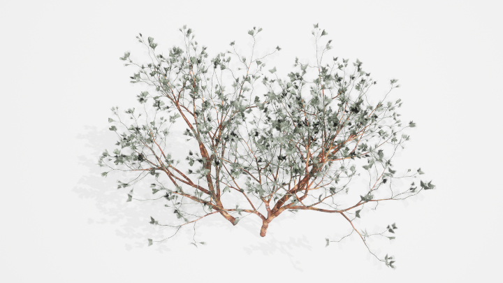 渲染模型_植物864