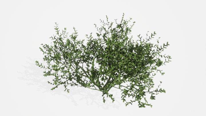 渲染模型_植物869