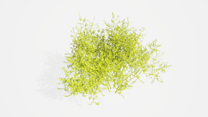 渲染模型_植物871