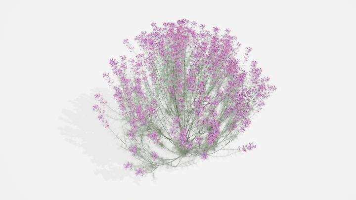 渲染模型_植物875