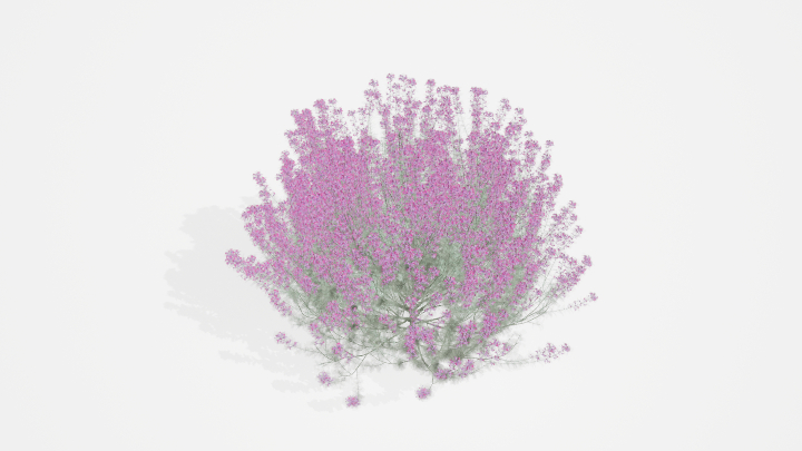 渲染模型_植物876