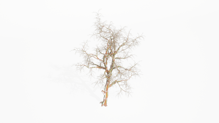 渲染模型_植物881