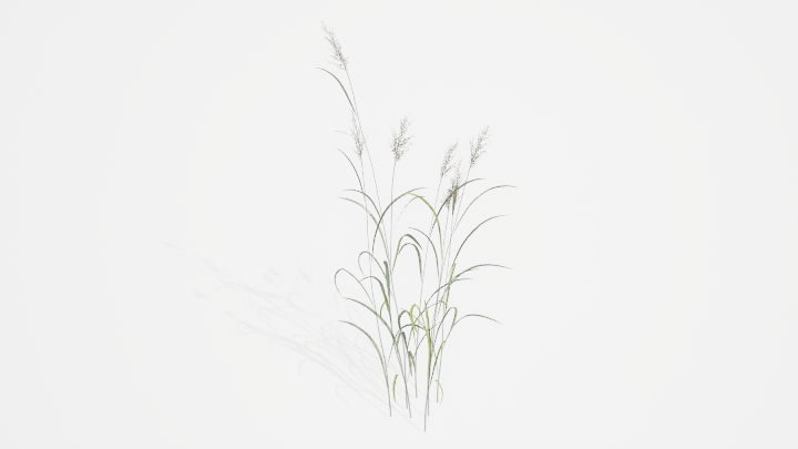 渲染模型_植物888