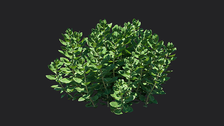 渲染模型_植物894