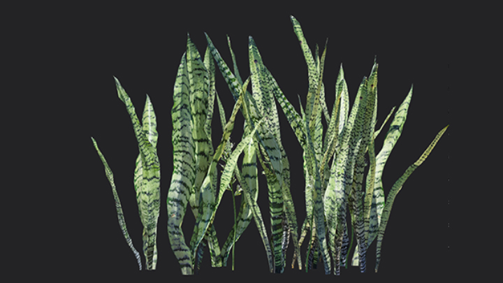 渲染模型_植物901