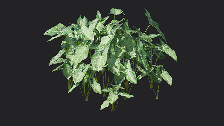 渲染模型_植物904