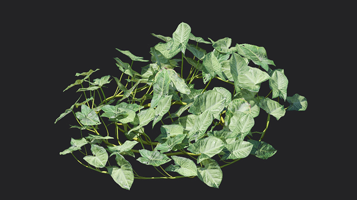 渲染模型_植物906