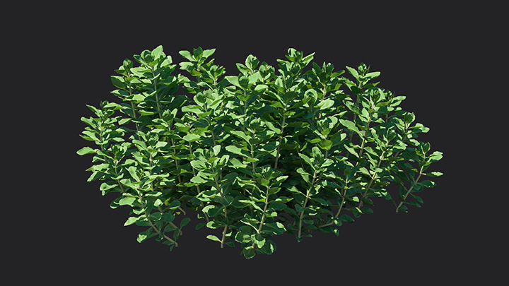 渲染模型_植物910