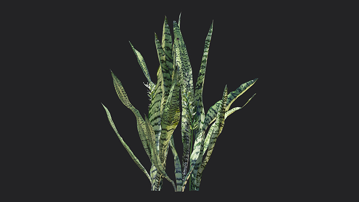 渲染模型_植物913