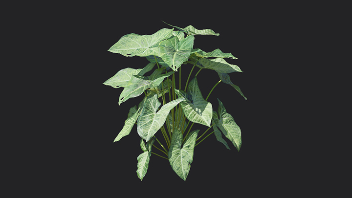 渲染模型_植物917