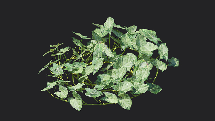 渲染模型_植物921