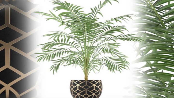 渲染模型_植物935