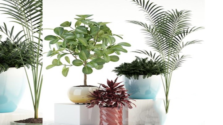 渲染模型_植物937