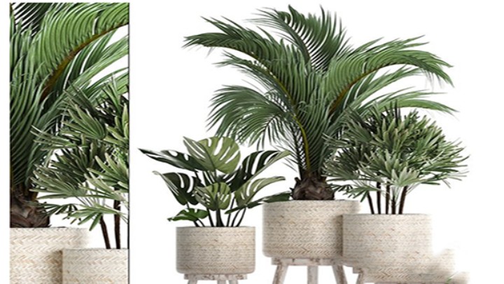 渲染模型_植物941