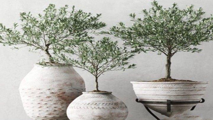 渲染模型_植物943