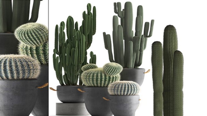 渲染模型_植物949