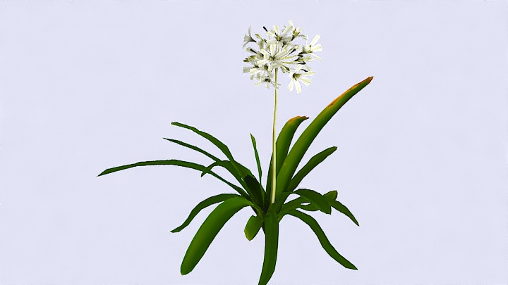 渲染模型_植物953